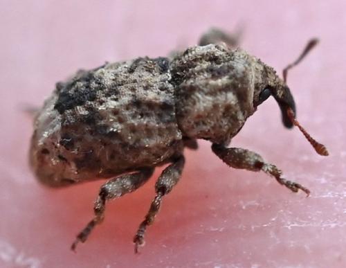 Dichromacalles sp.
